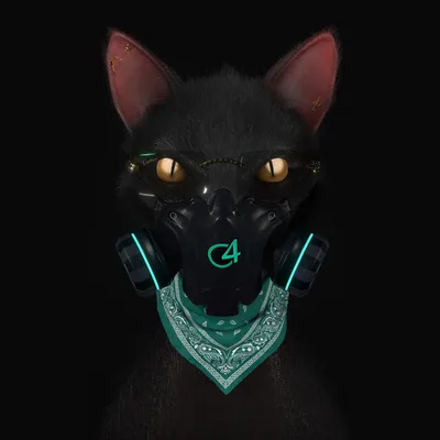 Gato De Noche